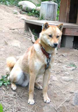 ＲＯＫＵ　生粋の北海道犬らしい