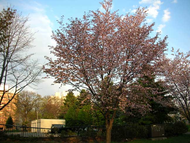 蝦夷山桜