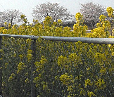 堀端・菜の花と桜