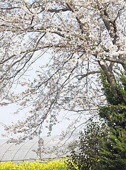 遊歩道・菜の花と桜